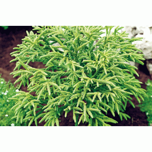 Kryptoméria japonská (Cryptomeria japonica) 'LITTLE CHAMPION', výška: 15-20 cm, ø 20-30cm, kont. C3L (-23 °C) 